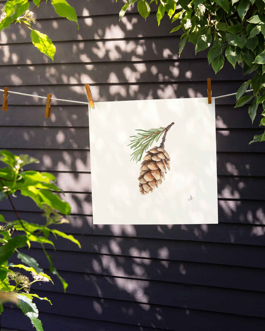 Maine White Pine Cone Art Print