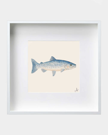 Blue Trout Framed Art Print