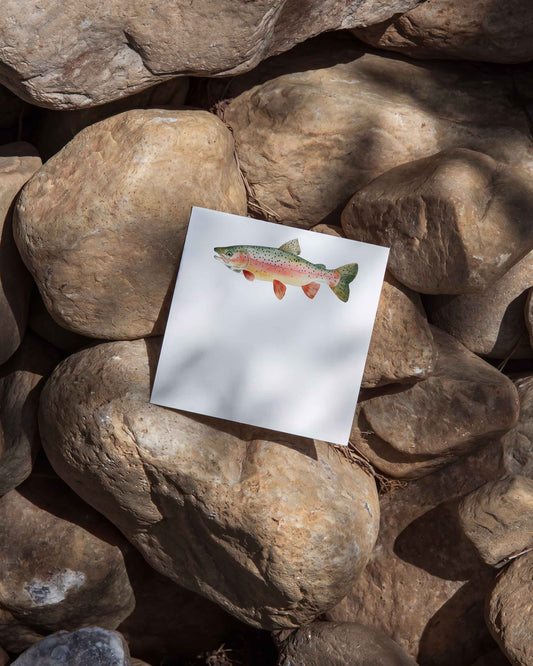 Rainbow Trout Mini Notes