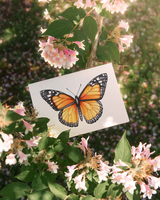 Monarch Butterfly Note Card