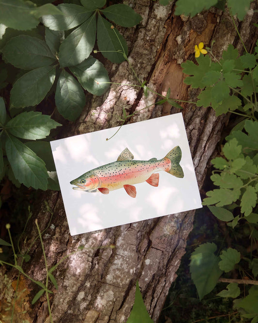 Rainbow Trout Note Card