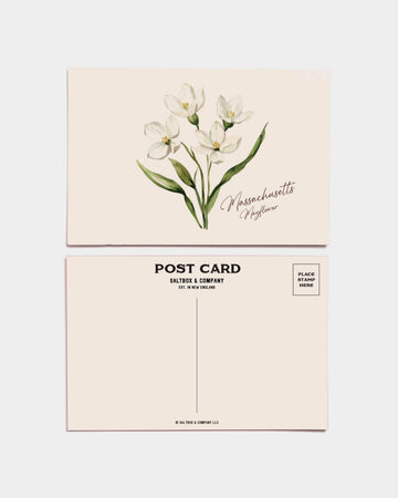 Massachusetts Mayflower Postcards