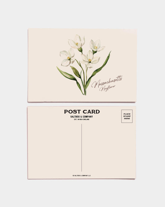Massachusetts Mayflower Postcards