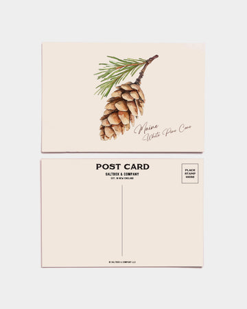 Maine White Pine Cone Postcards