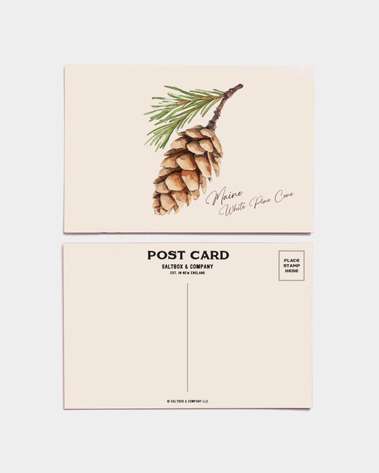 Maine White Pine Cone Postcards