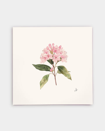 Connecticut Mountain Laurel Art Print