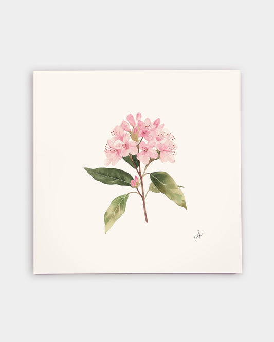 Connecticut Mountain Laurel Art Print