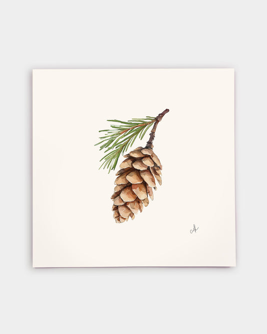 Maine White Pine Cone Art Print