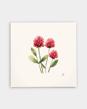 Vermont Red Clover Art Print